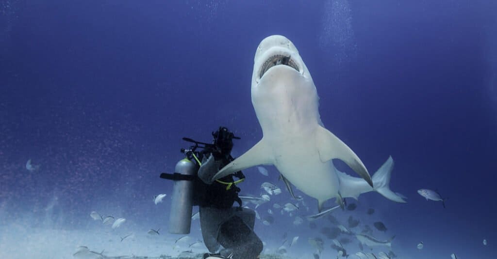 Faits sur le requin taureau - requin taureau avec humain
