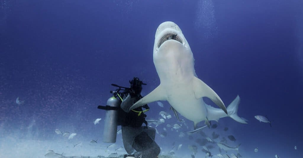 Bull shark facts - bull shark with human