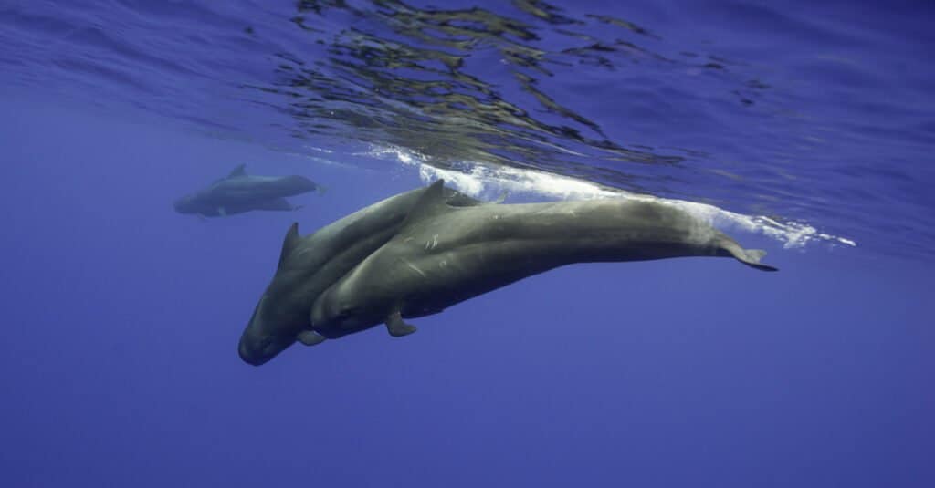 Delfines más grandes - Ballena piloto de aleta corta