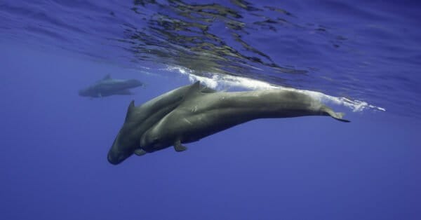 Discover The 10 Largest Dolphins In The World! - A-Z Animals