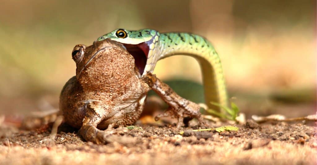 What do snakes eat - snake eating a frog 