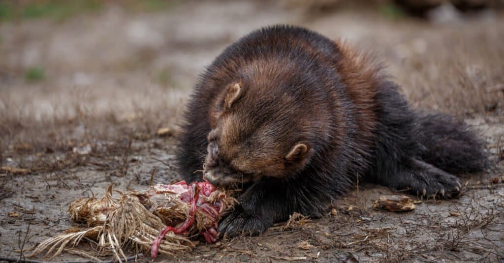 What do wolverines eat - a wolverine eating