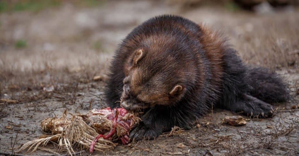 What do wolverines eat - a wolverine eating 