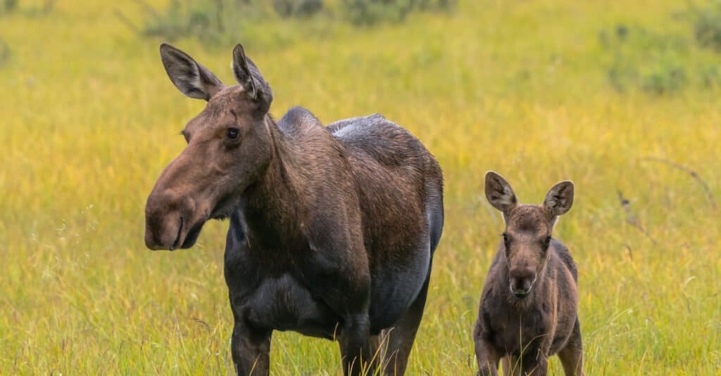 baby moose - moose calf and mother walking