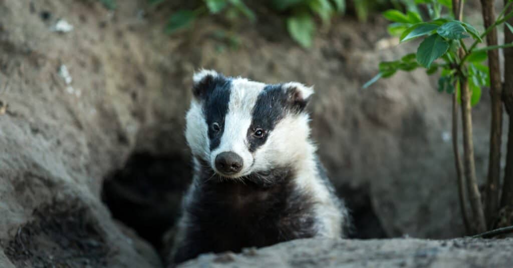 Most badgers have distinctive black and white stripes