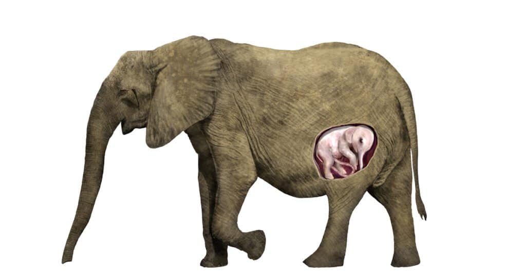 Elephant pregnancy - elephant pregnancy with newborn inside