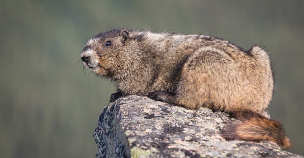 Largest squirrels - Olympic Marmot
