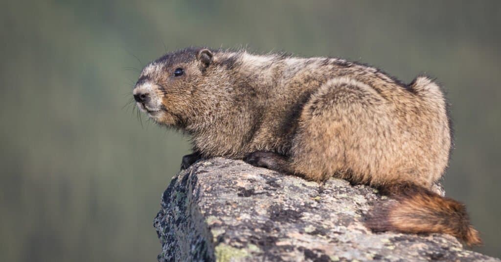 Olympic Marmot Animal Facts | Marmota olympus - A-Z Animals