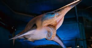 Discover The Ancient Shark Fish With A Buzz Saw Jaw Picture
