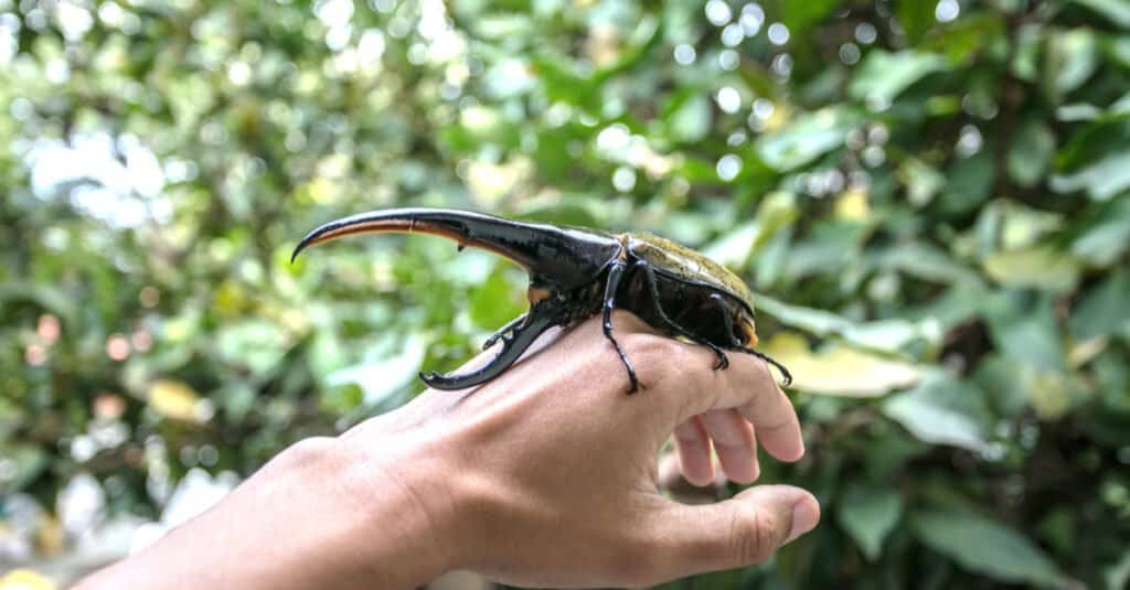 Los escarabajos más grandes - escarabajo Hércules