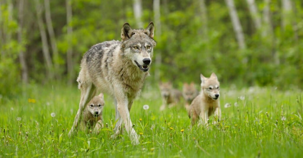 gray wolf pups with parents