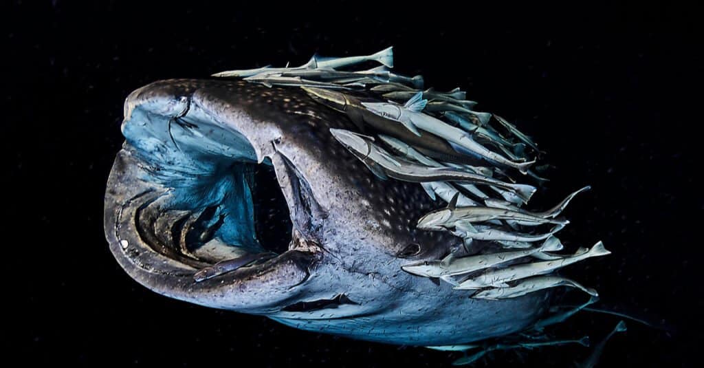 Where Do Whale Sharks Live? Tracking Their Habitat - Whale shark with remoras