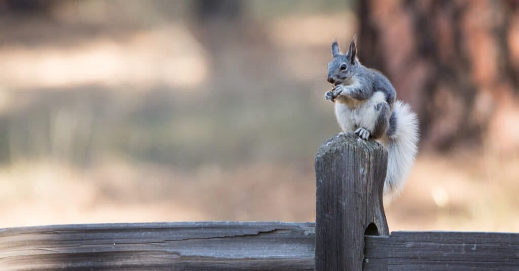 Largest squirrel - Albert Squirrel 