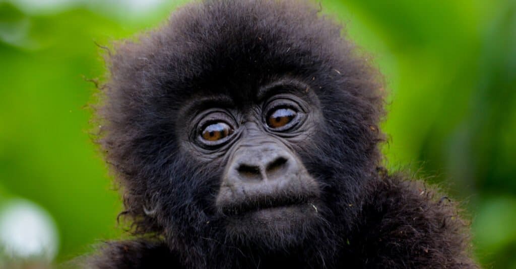baby gorilla - adorable gorilla closeup