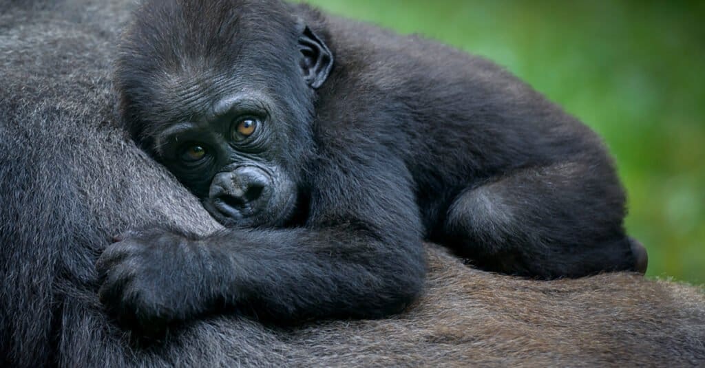 baby gorilla - tiny gorilla and mother