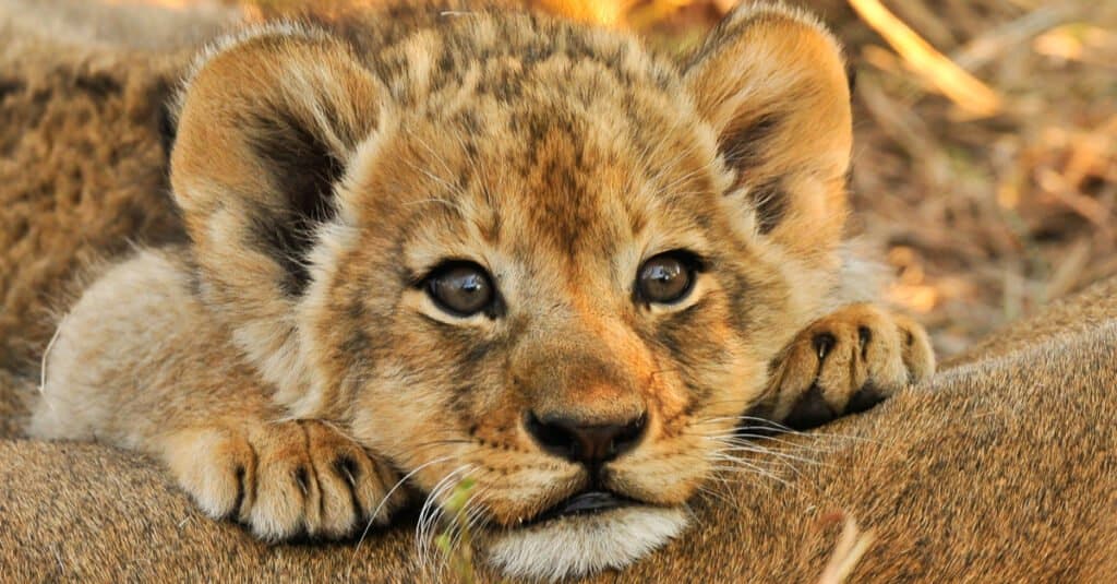 Lion baby - a lion cub