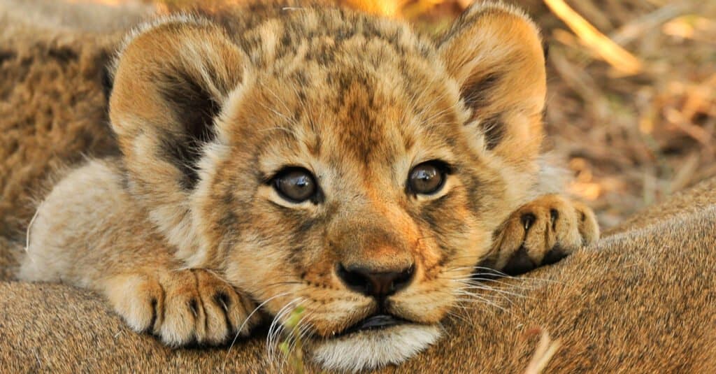 cute lion cubs