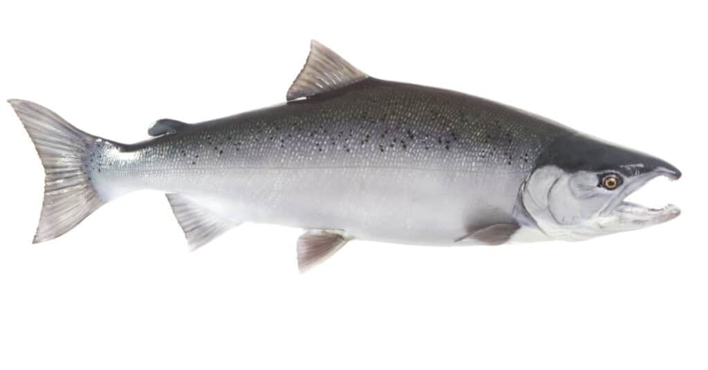 Quái vật sông: Khám phá loài cá lớn nhất ở sông Columbia