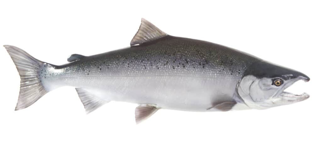 Coho salmon are fish in Oregon that can  change colors when they leave the fresh water for the saltwater.