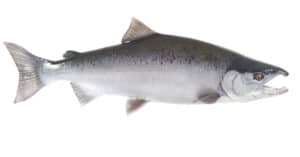 Discover The Largest Coho Salmon Ever Caught in California Picture