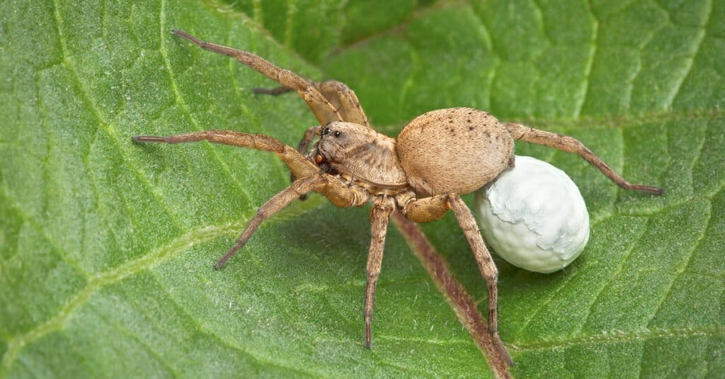Wolf Spider With Eggs On Back Wolf Spider With Eggs On Back