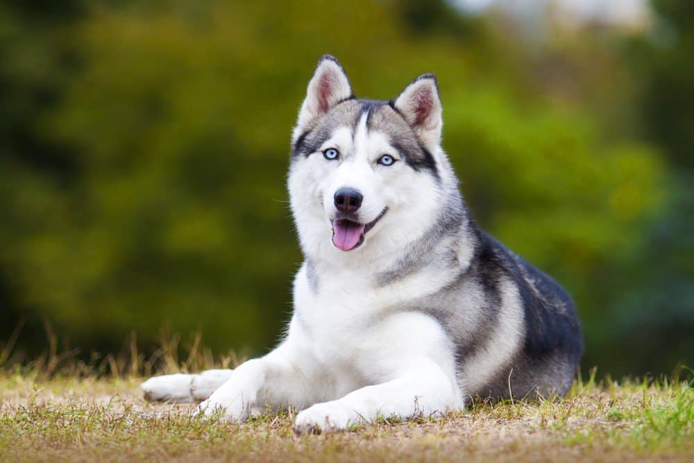 siberian husky with tongue out laying in grass