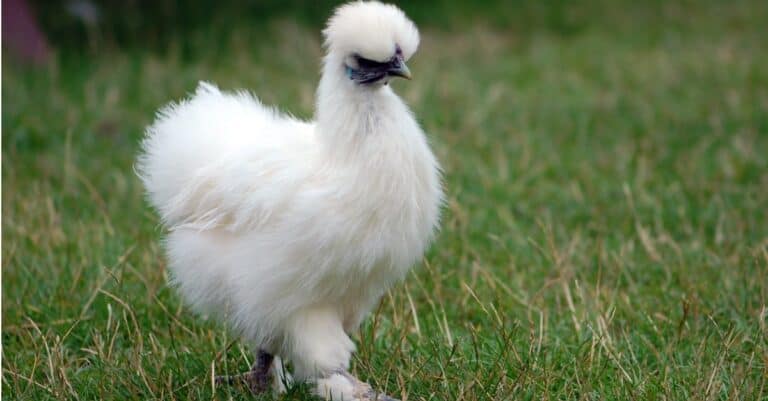 silkie chicken roaming in open field of grass