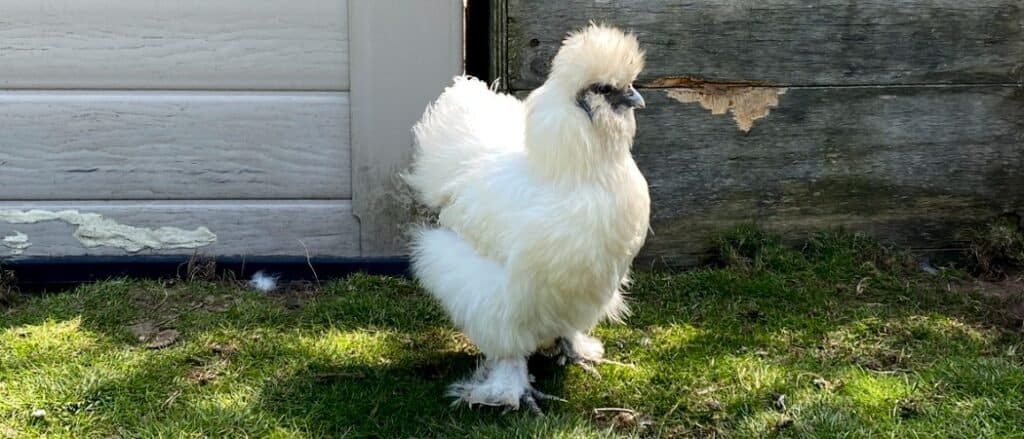 silkie chicken in front of barn