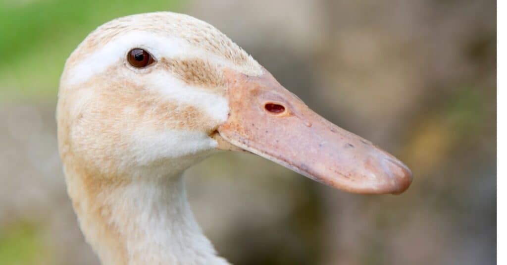 Silver Appleyard duck