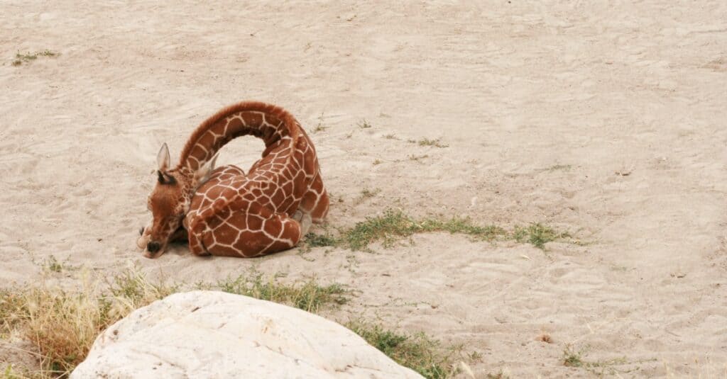 baby giraffe - sleeping