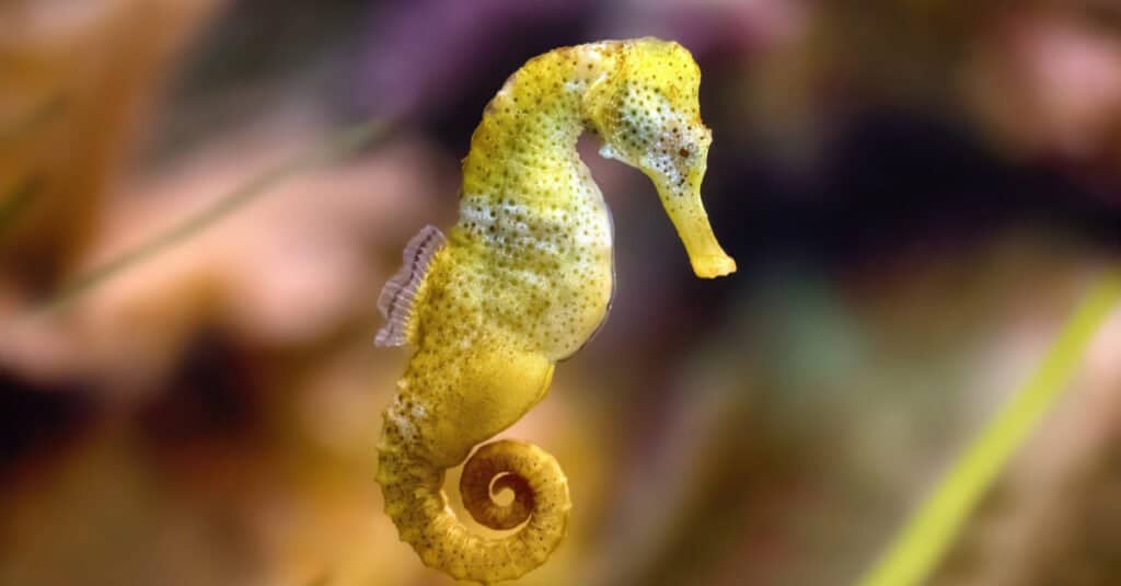 Largest seahorses - slender seahorse 