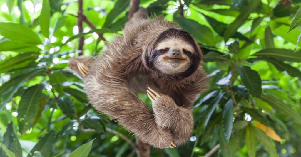 sloth hanging in a tree