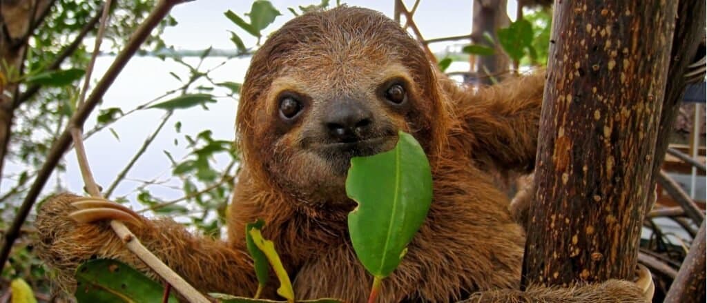 sloth eating a leaf
