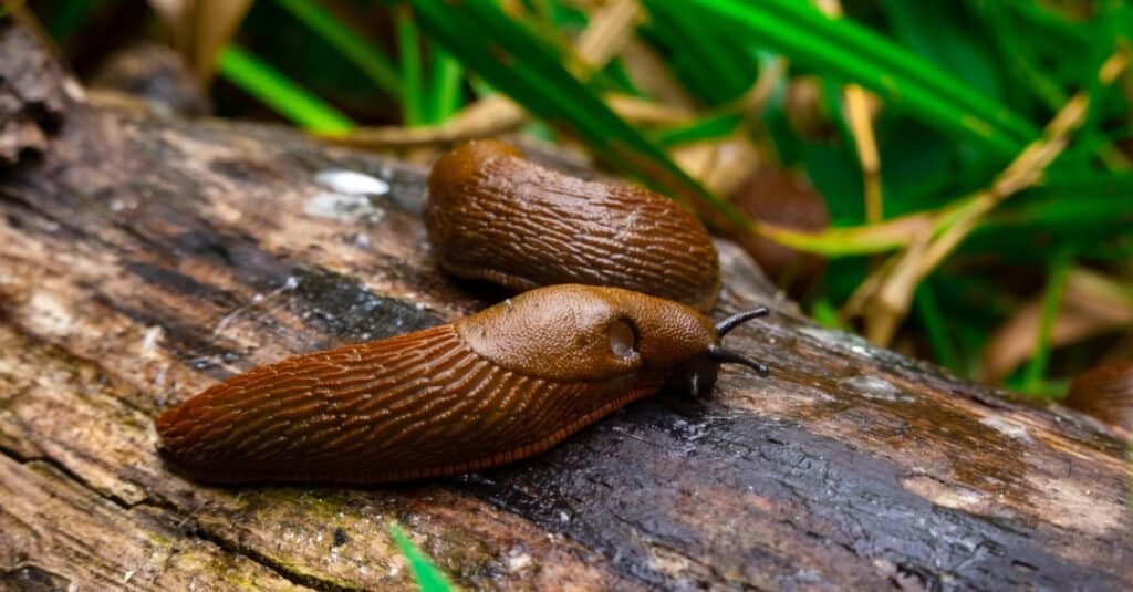 slugs on wet wood