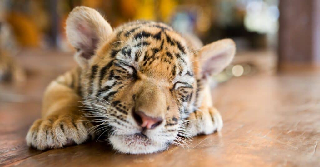 baby tigers playing in water