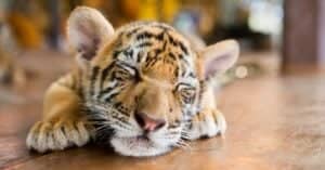 Baby Tiger: 5 Cub Pictures & 5 Facts Picture