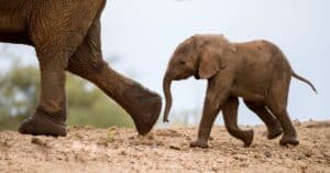 Baby Elephant Takes Its First Nervous Steps Only 20 Minutes After Being Born Picture