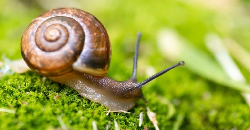animals that estivate: snail