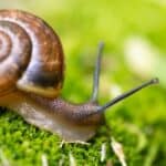 Snails are able to retreat into their shells for protection while estivating.