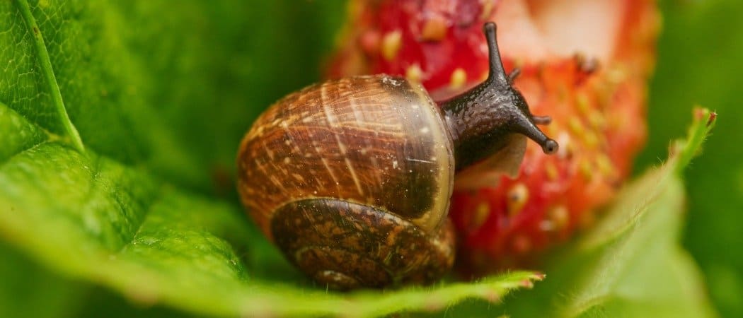 snail eating on a leaf