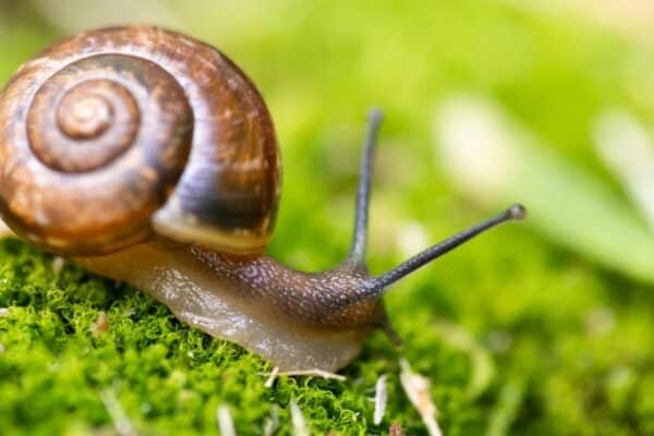 Snails are able to retreat into their shells for protection while estivating.