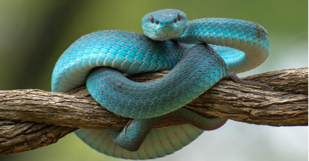 blue snake on a branch