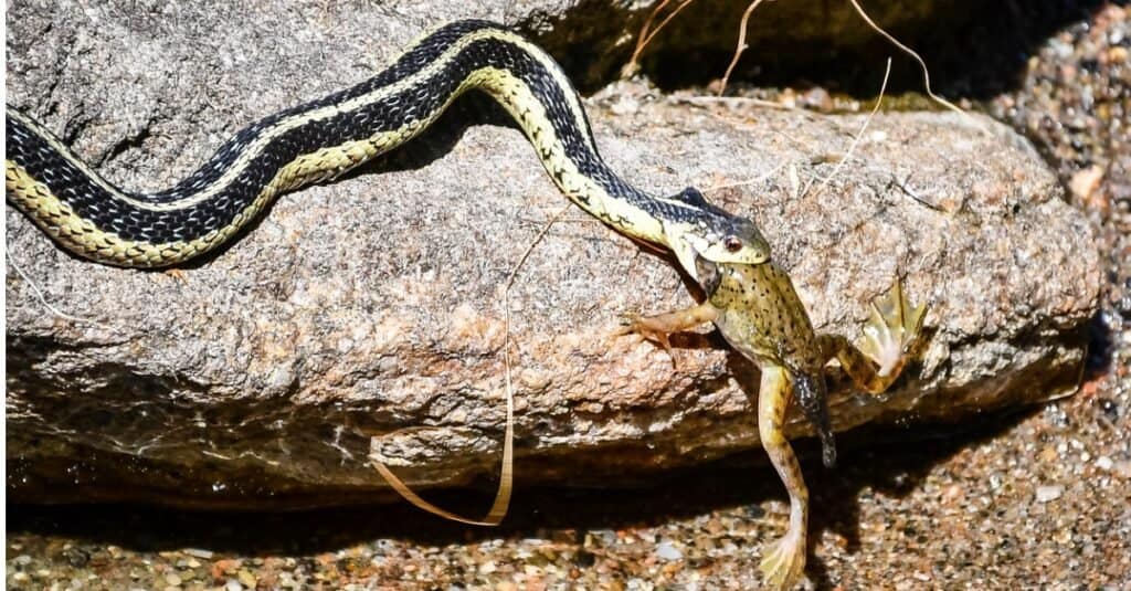 Что едят подвязочные змеи - подвязочная змея ест лягушку