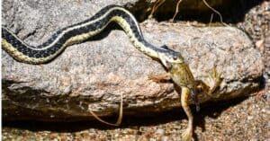 What Do Garter Snakes Eat? 12+ Foods in Their Diet Picture