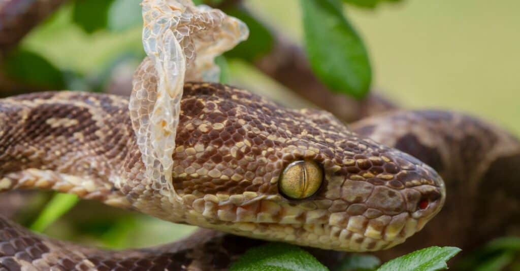 snake shedding skin