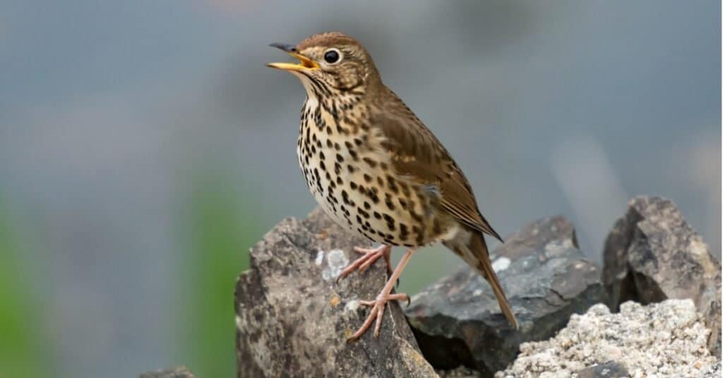 birds with beautiful songs: song thrush