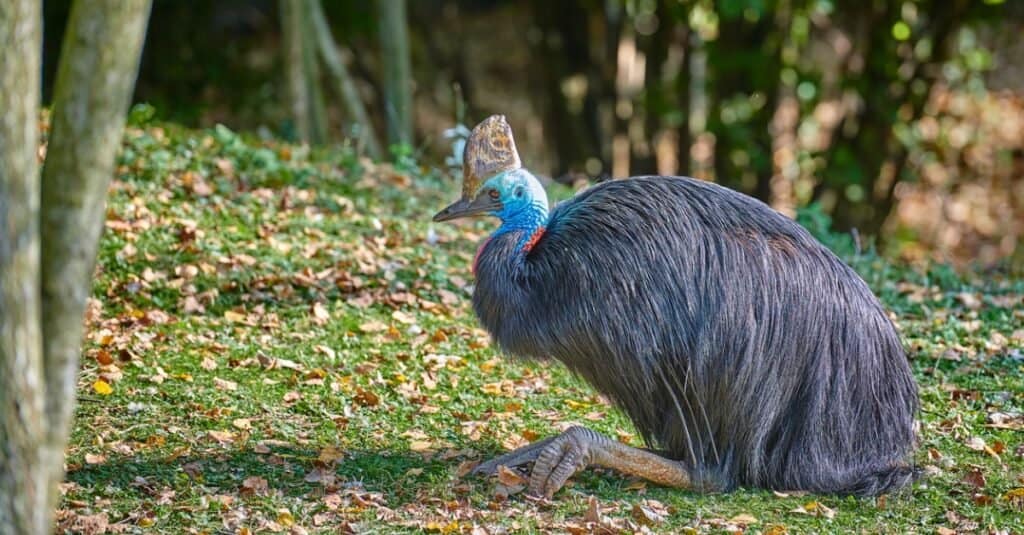 southern cassowary laying on the ground