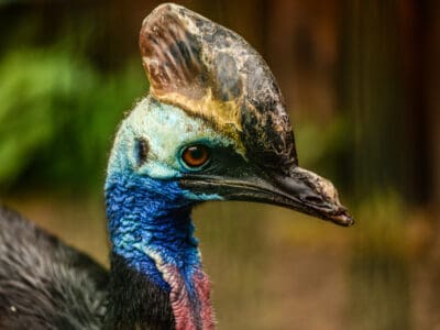 A Velociraptor vs Cassowary: Who Would Win in a Fight