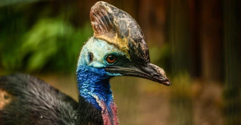 southern cassowary with blurred background