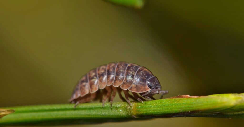 sowbug walking on a stem